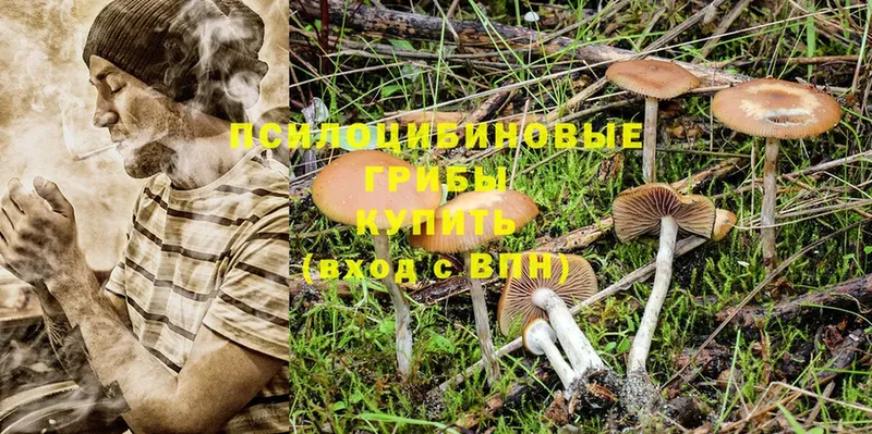 купить наркоту  Партизанск  Галлюциногенные грибы Psilocybe 